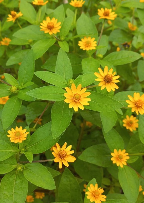 Vaj százszorszép - Melampodium divaricatum, Melampodium divaricatum, virág
